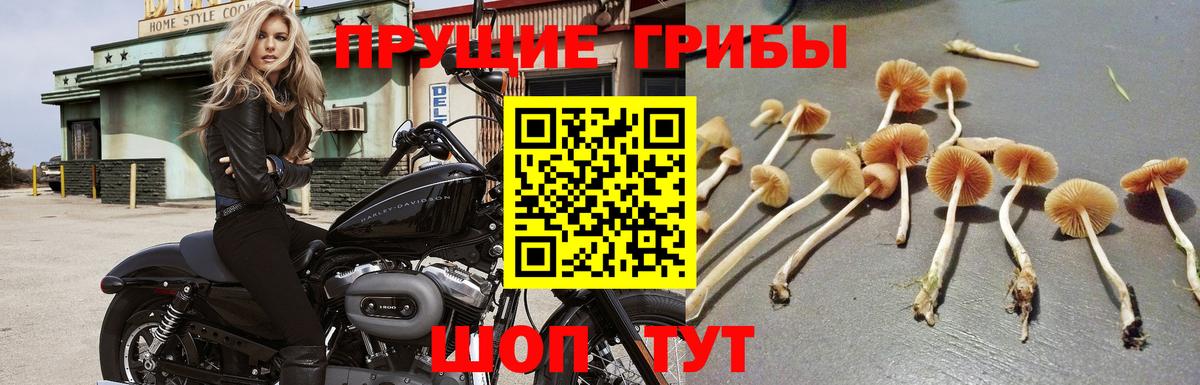 Псилоцибиновые грибы GOLDEN TEACHER  Вход с VPN  Ржев  Псилоцибиновые грибы мухоморы 